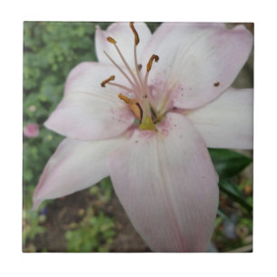 Azulejo cor-de-rosa do lírio