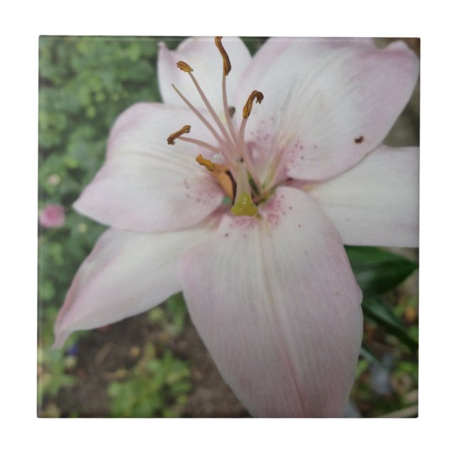 Azulejo cor-de-rosa do lírio (Frente)