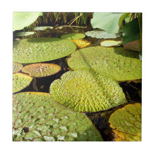 Azulejo das almofadas de lírio