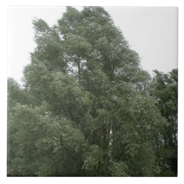 Azulejo das árvores (Frente)