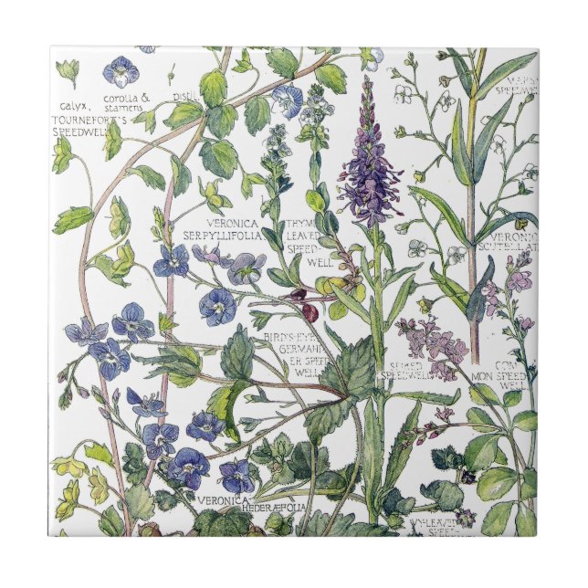 Azulejo das flores do Wildflower de Speedwell do (Frente)