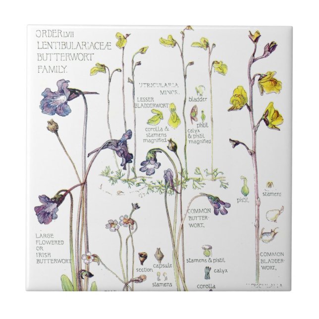 Azulejo das flores do Wildflower do Butterwort do (Frente)
