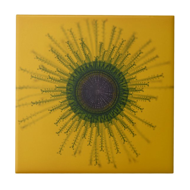 Azulejo das medusa (Frente)