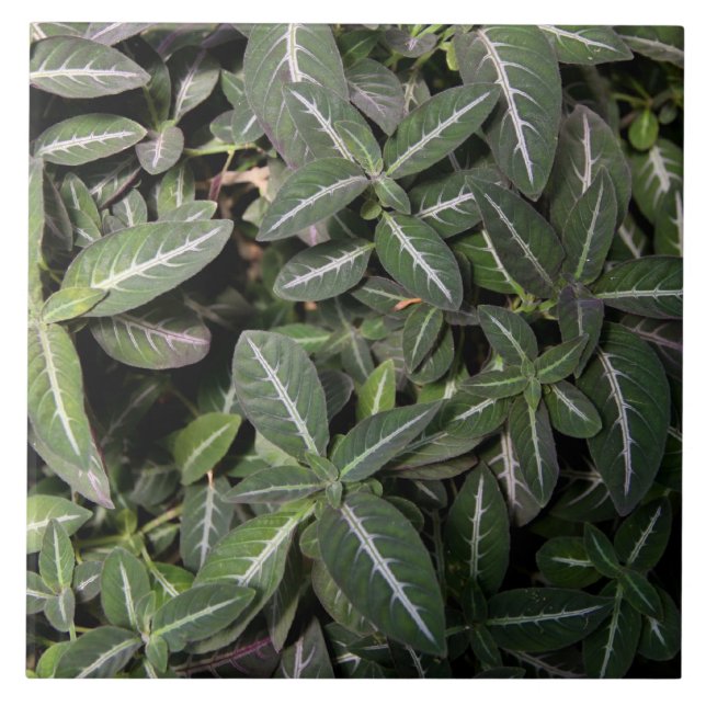 Azulejo de arrasto da planta de veludo (Frente)