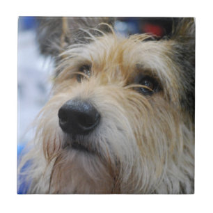 Azulejo de Berger Picard