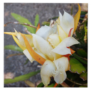AZULEJO DE BLOQUEIO NOTURNO DO DRAGÃO POLINISIANO