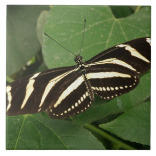 Azulejo de Borboleta Zebra Longwing