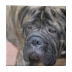 Azulejo de Bullmastiff