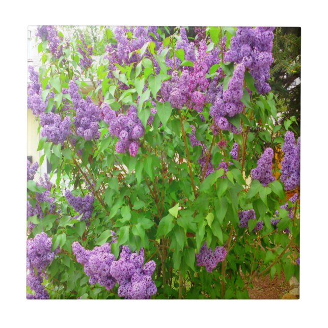 Azulejo de Bush de Lilac (Frente)