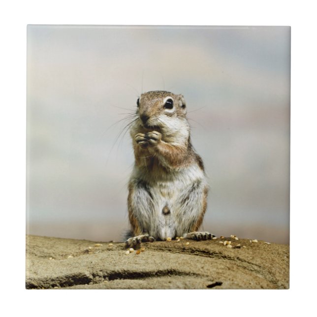 AZULEJO DE CERÂMICA  005 (Frente)