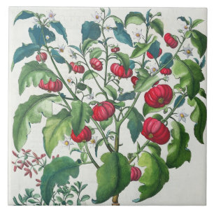 Azulejo De Cerâmica 1.Solanum Pomiferum; 2.Amaracus vulgar, do