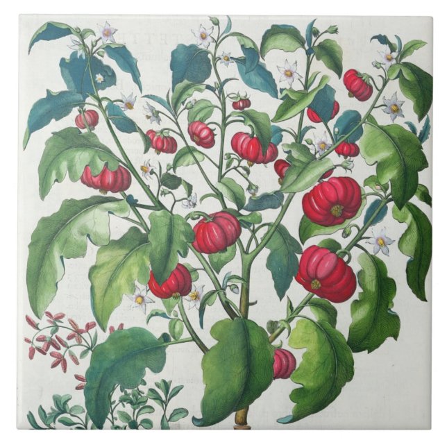 Azulejo De Cerâmica 1.Solanum Pomiferum; 2.Amaracus vulgar, do (Frente)