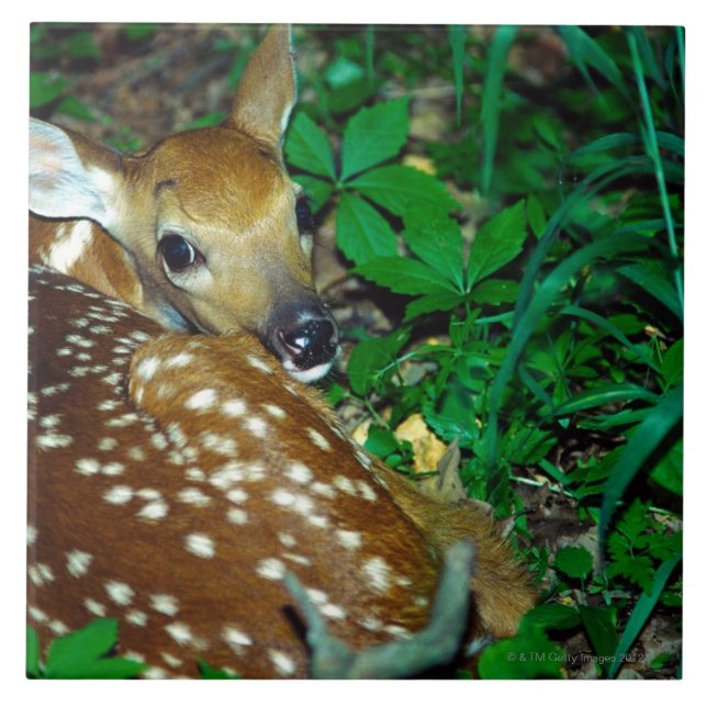 AZULEJO DE CERÂMICA  24114390 (Frente)