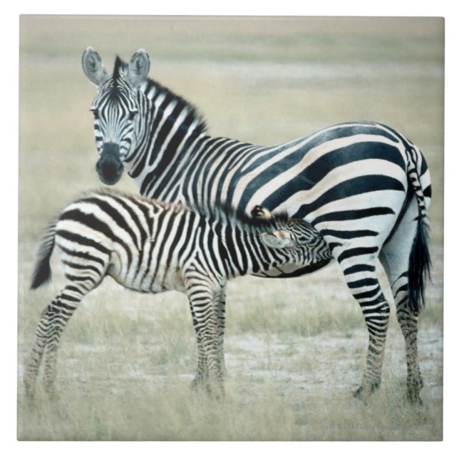 AZULEJO DE CERÂMICA  24114480 (Frente)