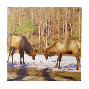 Azulejo De Cerâmica 2~ 2 Bull Elk na neve