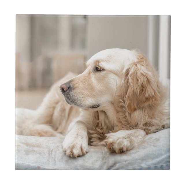 Azulejo De Cerâmica 34137641_xxl (Frente)