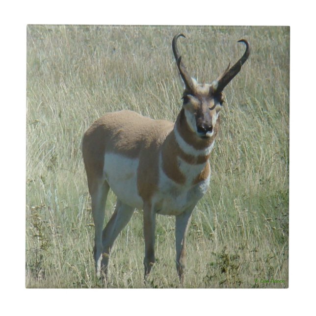 Azulejo De Cerâmica A13 Antílope Vilão Macho (Frente)