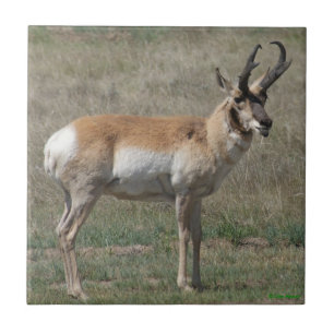 Azulejo De Cerâmica A15 Antilope Pronghorn Macho Rude