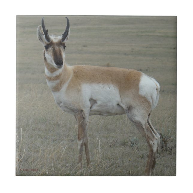 Azulejo De Cerâmica A28 Pronghorn Antelope Young Buck (Frente)