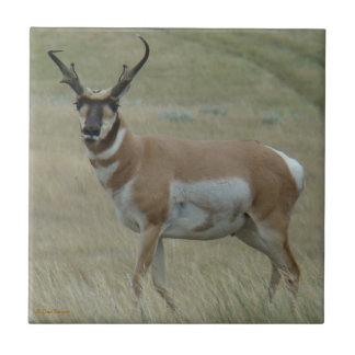Azulejo De Cerâmica A33 Antilope Pronghorn Chifres Tortos