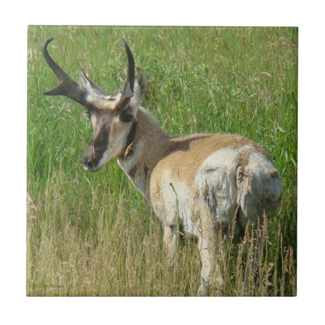 Azulejo De Cerâmica A35 antílope americano macho (Frente)