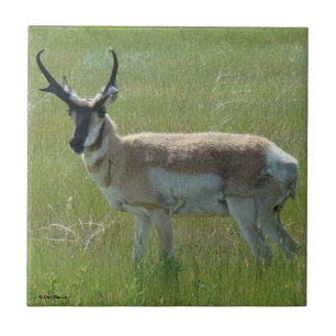 Azulejo De Cerâmica A36 Bicho-Corne Antílope-Macho