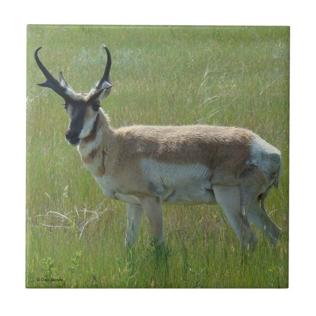 Azulejo De Cerâmica A36 Bicho-Corne Antílope-Macho (Frente)