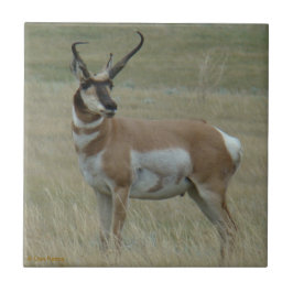 Azulejo De Cerâmica A37 Antilope Pronghorn Chifres Tortos