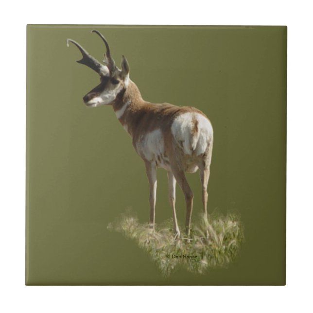 Azulejo De Cerâmica A43 Antílope Berrendo Macho (Frente)