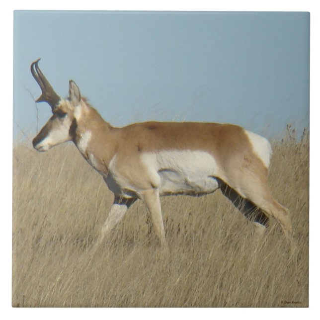 Azulejo De Cerâmica A45a Pronghorn Antelope Buck (Frente)