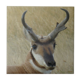 Azulejo De Cerâmica A5 Pronghorn Antelope Big Buck Head Shot