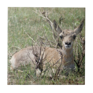 Azulejo De Cerâmica A7 Bebê Antilope Berrendo