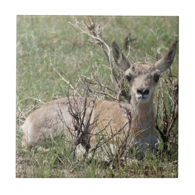 Azulejo De Cerâmica A7 Bebê Antilope Berrendo (Frente)
