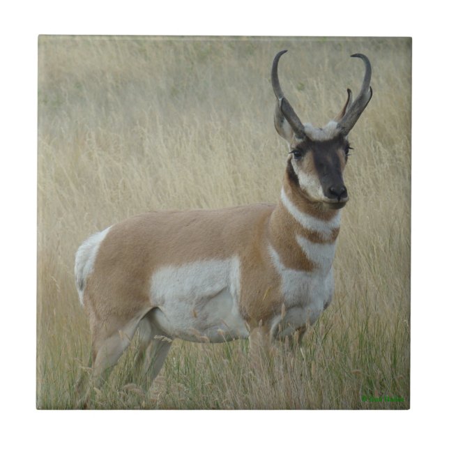 Azulejo De Cerâmica A8 Pronghorn Antelope Big Buck (Frente)