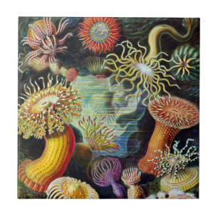 Azulejo De Cerâmica A arte da natureza por Ernst Haeckel