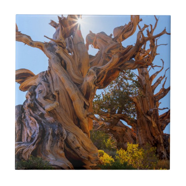 Azulejo De Cerâmica A Árvore Sentinel (Frente)