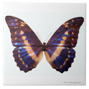 Azulejo De Cerâmica A borboleta com asas espalhou 3
