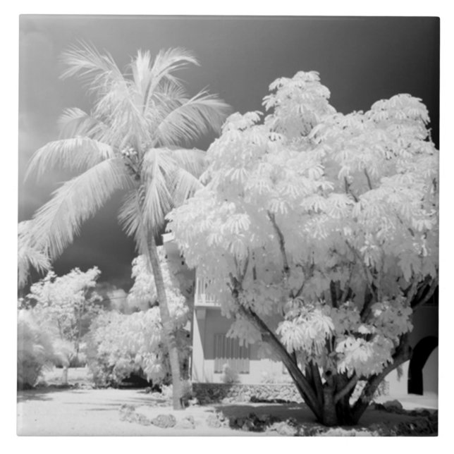 Azulejo De Cerâmica A casa da Florida Keys e suas palmeiras, EUA.2 (Frente)