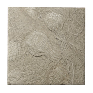 Azulejo De Cerâmica A coleção fóssil