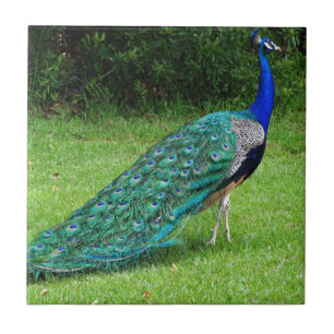 Azulejo De Cerâmica A dança do pavão
