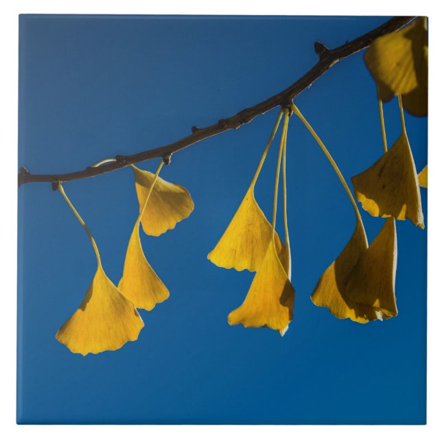 Azulejo De Cerâmica A dança na queda (Frente)