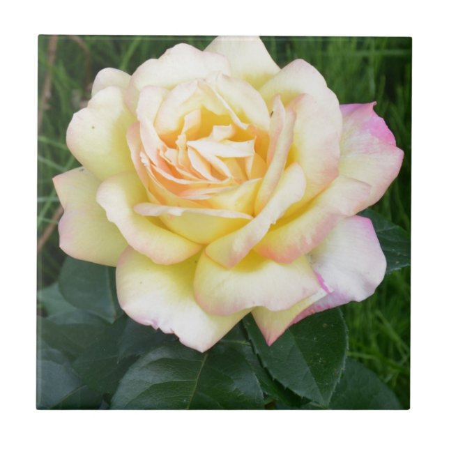 Azulejo De Cerâmica A paz aumentou (Frente)