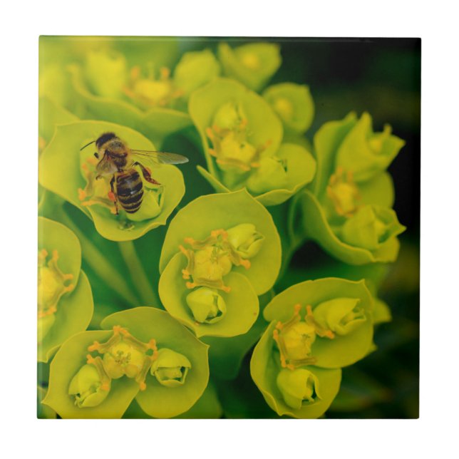 Azulejo De Cerâmica A planta do Gopher do deserto (Frente)