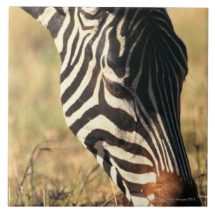 Azulejo De Cerâmica A zebra de Burchell