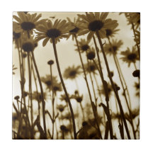 Abaixo das margaridas