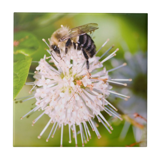Azulejo De Cerâmica Abelha Ocupada (Frente)