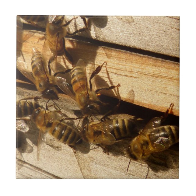 Azulejo De Cerâmica Abelhas Melíferas (Frente)