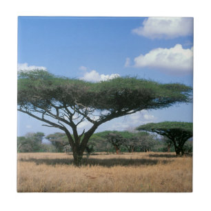Azulejo De Cerâmica Acácia-Umbrela (Acacia tortilis), Mkuze