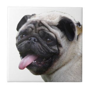 Azulejo De Cerâmica Acessórios de foto de Pug branco atraente, adicion