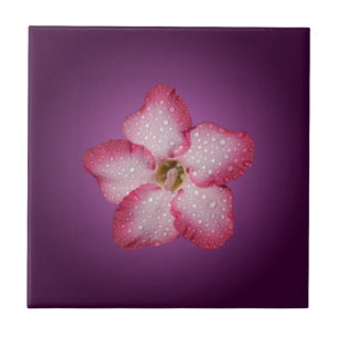 Azulejo De Cerâmica Adenium Flor Flora Rosa Violeta Gradiente